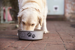 Dog Food Delivery